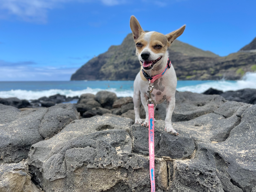 Aloha Diamond Head ペット用リーシュ Pink
