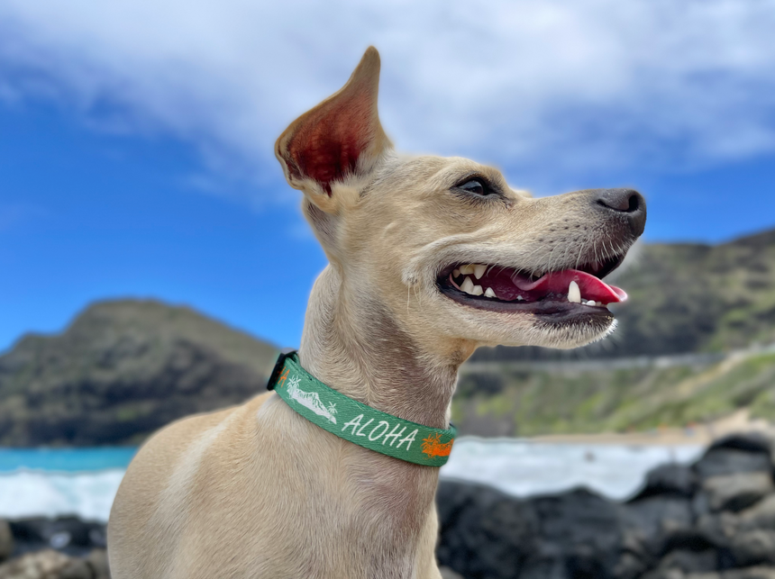 Aloha Diamond Head ペット用カラー Green
