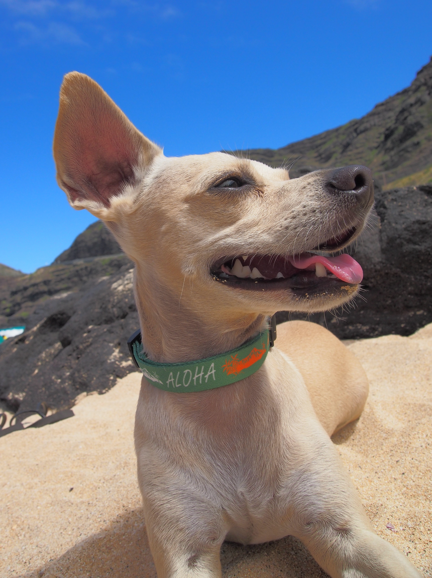 Aloha Diamond Head ペット用カラー Green