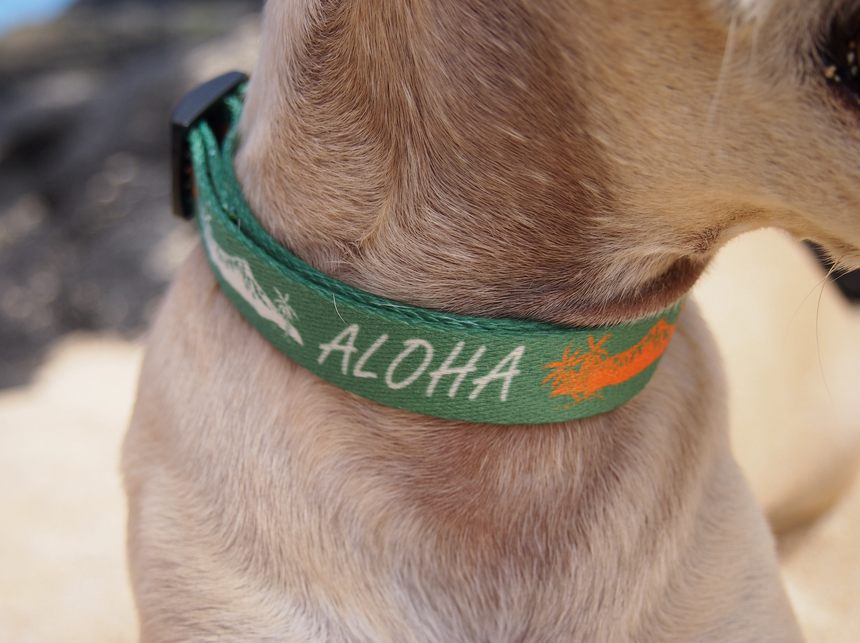 Aloha Diamond Head ペット用カラー Green