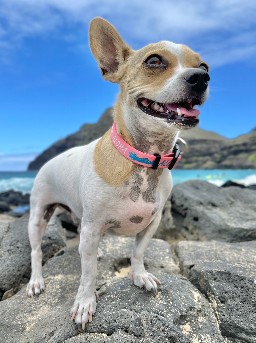 Aloha Diamond Head ペット用カラー Pink
