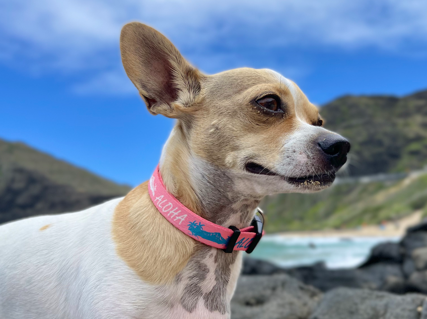 Aloha Diamond Head ペット用カラー Pink