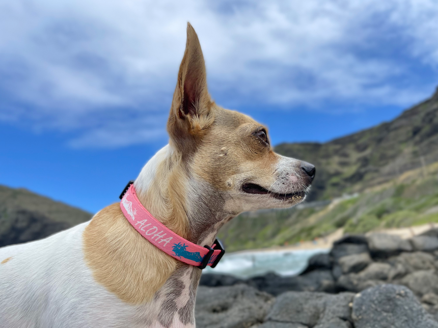 Aloha Diamond Head ペット用カラー Pink