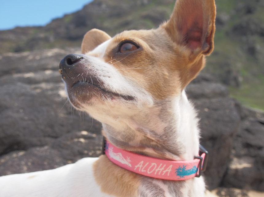 Aloha Diamond Head ペット用カラー Pink